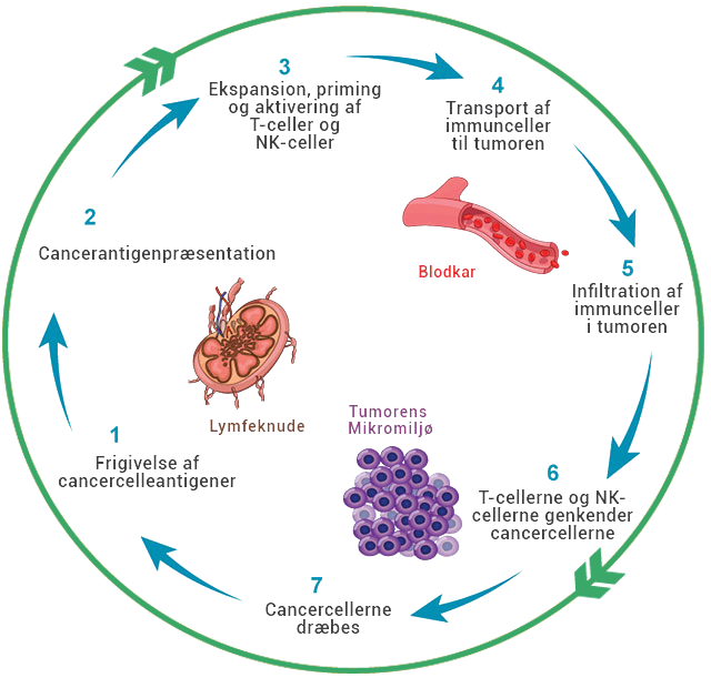 immunity-cycle3_dk