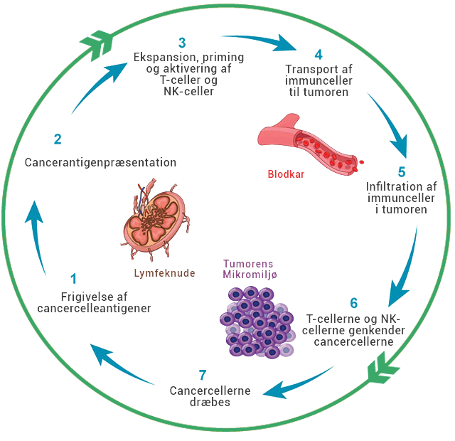 immunity-cycle3_dk